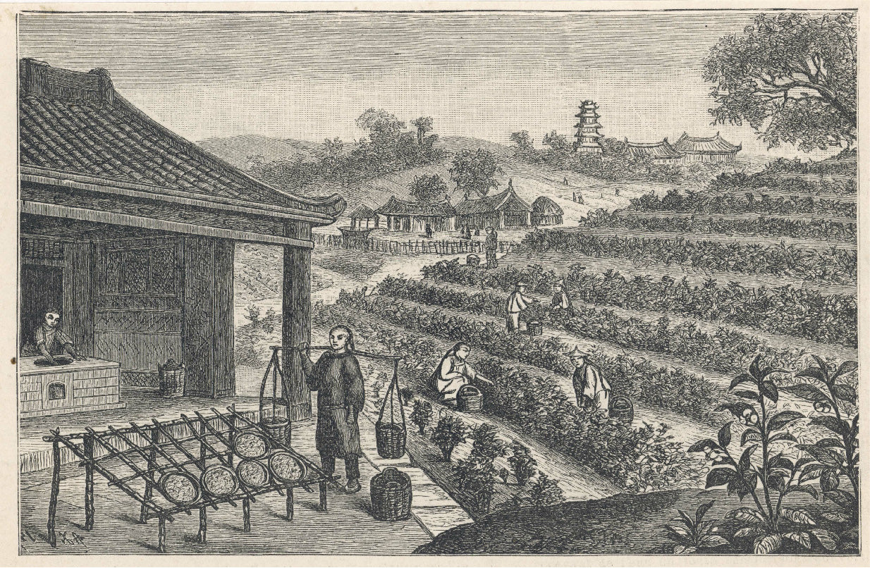 DAMMANN Frères - Spécialiste du thé depuis 1692