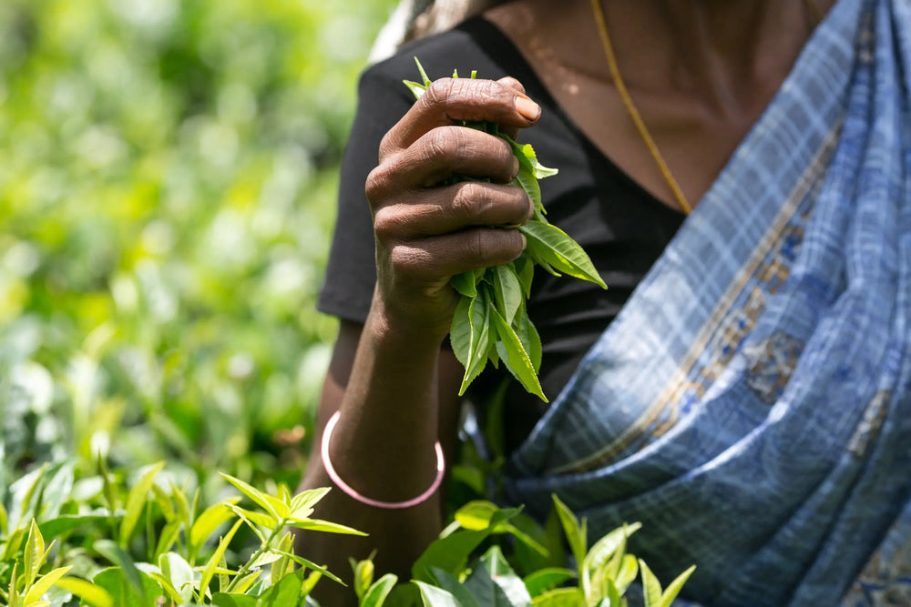 Our guide to first, second and autumnal flush teas