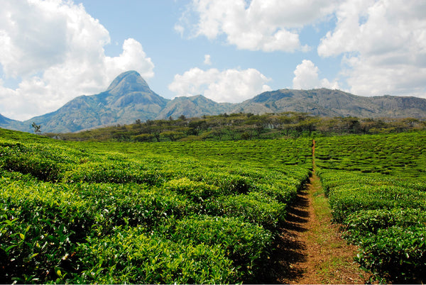 Prepare to be impressed - why you really should try African teas.