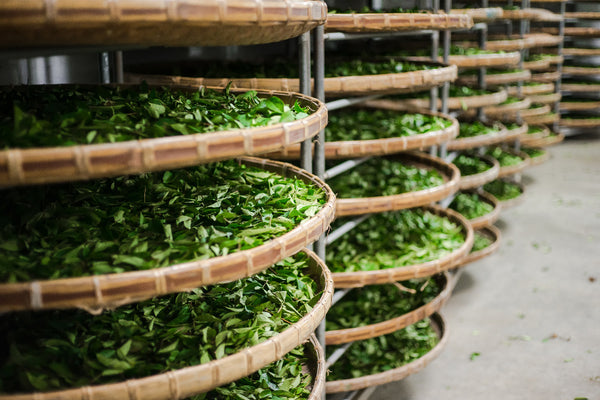 Our commitment to the planet: why we love organic teas