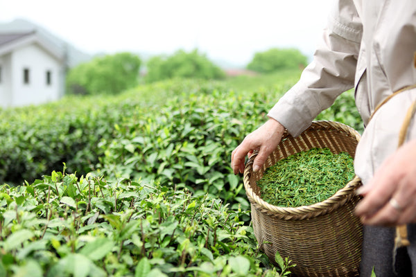 Semi-oxidised Formosa oolong teas from Taiwan