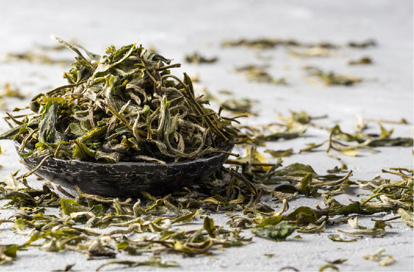 Exploring the antioxidant properties of delicate white teas