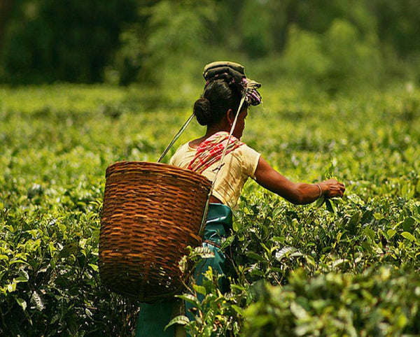 Focus on Assam Tea