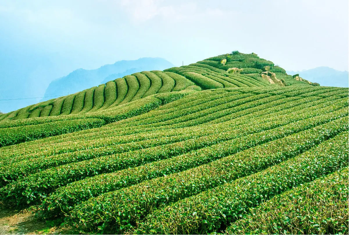 Ceylon Loose Leaf Tea | Award-Winning Sri Lankan Teas | High Teas